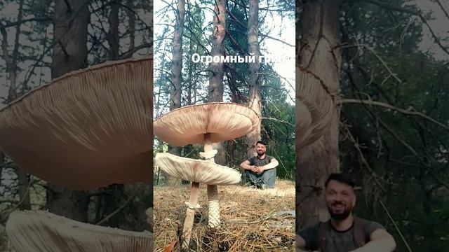 .Гигантский гриб и маленький человек смотреть онлайн