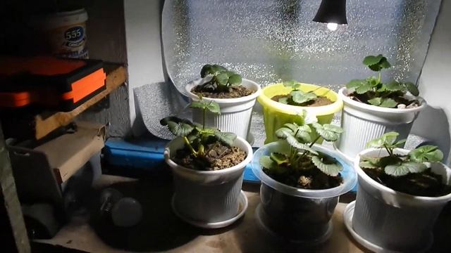 СЕКРЕТЫ ВЫРАЩИВАНИЯ КЛУБНИКИ #1. Минеральное питание для большого урожая. Клубничный бизнес. смотреть онлайн