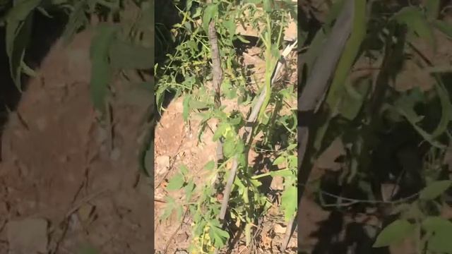 Жажда жизни