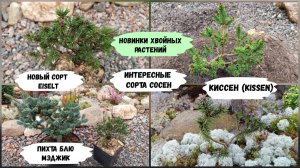 Новинки хвойных растений. Сосна горная Eiselt, Kissen. Пихта Blue Magic.