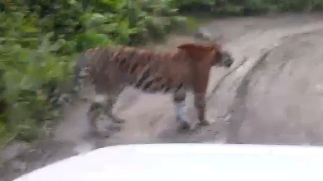 Самка амурского тигра на дороге в нацпарке "Земля леопарда"/ Amur tiger in the "Land of the leopard" смотреть онлайн
