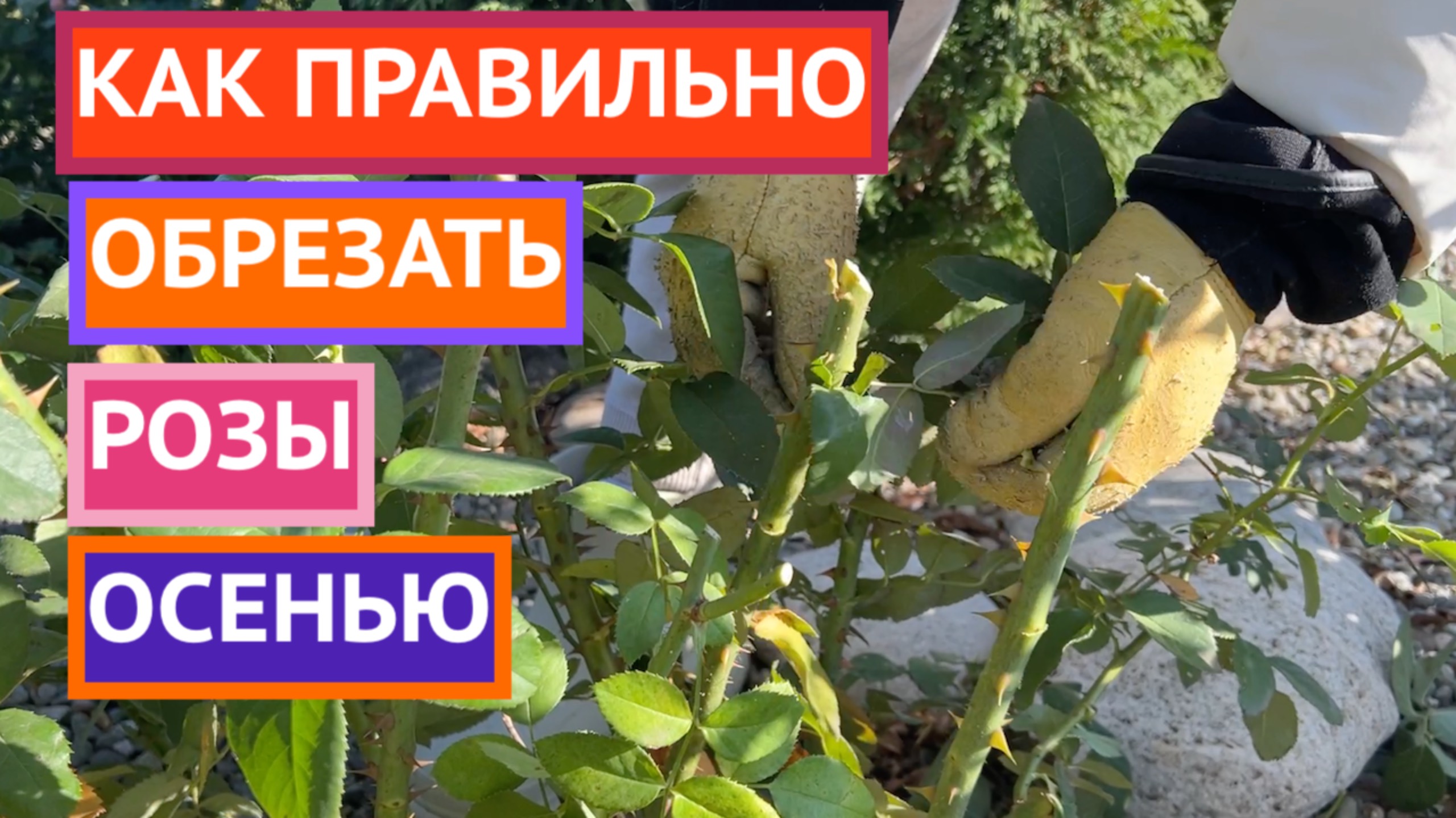 НЕ СДЕЛАЙТЕ ОШИБКУ ПРИ ОБРЕЗКЕ РОЗ смотреть онлайн