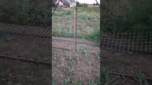укрепляем забор #огород #сад #дача смотреть онлайн