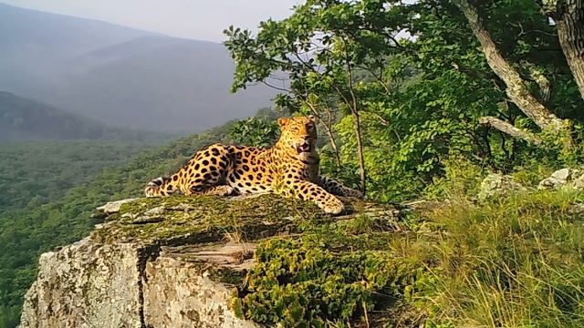 Самый фотогеничный леопард смотреть онлайн