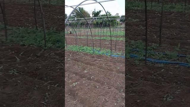 делаем бугры для посадки клубники #клубника #огород #теплица #дача #сад #garden #лето смотреть онлайн