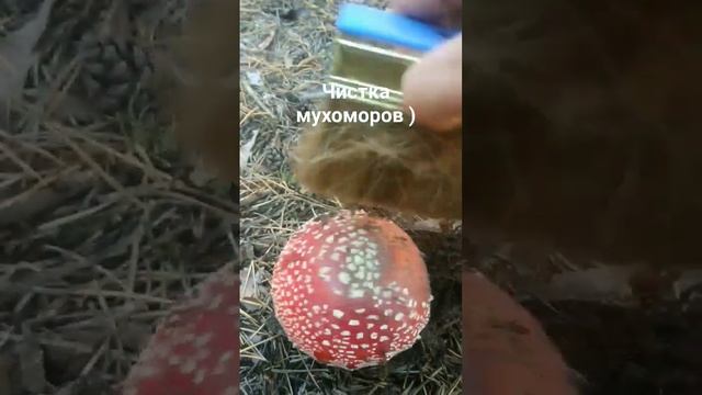 Собираем мухоморы ) смотреть онлайн