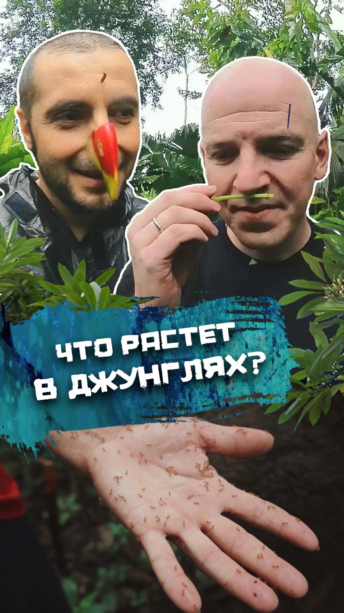 Что растет в джунглях? И что из этого можно есть? смотреть онлайн