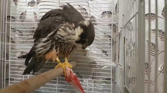 видео друзей смотреть онлайн