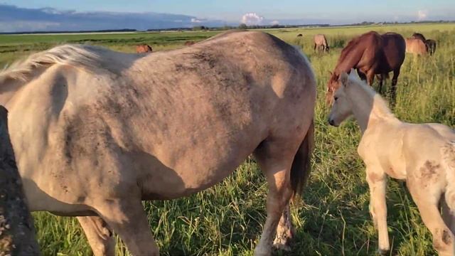 Проверяем кобыл и жеребят перед ночлегом смотреть онлайн