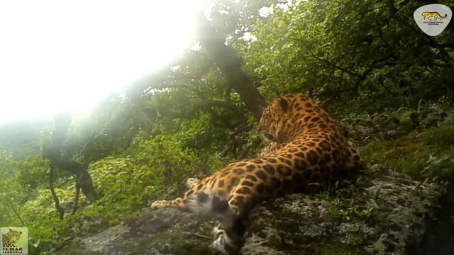 Отдых дальневосточного леопарда \\ Amur leopard relaxation смотреть онлайн