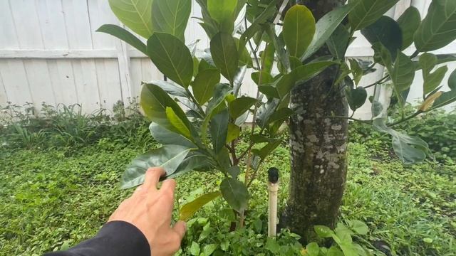 Look How Many Jackfruit Trees I Have смотреть онлайн