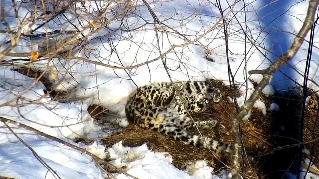 Ребяческая игра спасенного леопарда смотреть онлайн