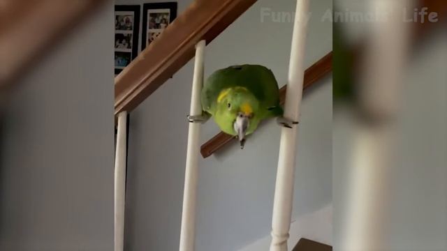 Funniest Animal Videos 2024 - Funny Cats And Dogs Videos