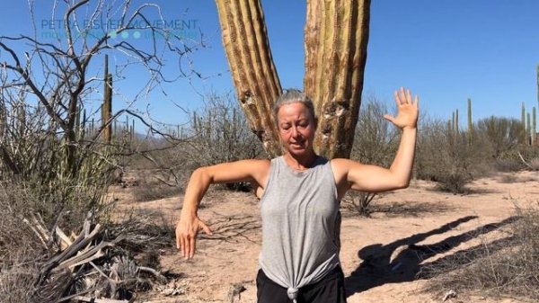 Cactus inspired shoulder joint capsule CARs