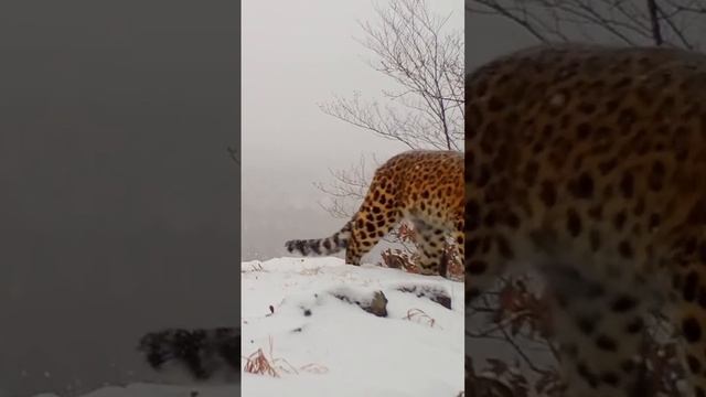 Дальневосточный леопард — редчайшая кошка планеты (всего 125 особей) смотреть онлайн