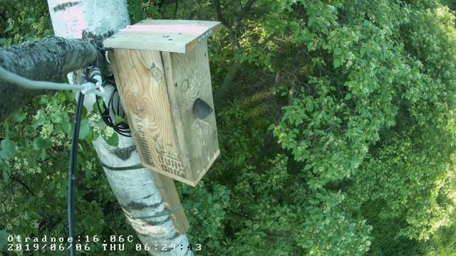 Вылет скворчат 06.-6.2019 - 2 смотреть онлайн