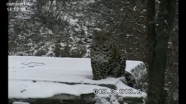 Леопард Leo 80M встречает зиму/Leopard Leo 80M meets winter смотреть онлайн
