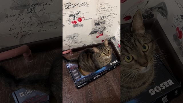 Ты нормальный? смотреть онлайн