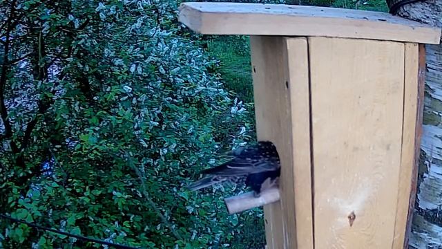 Скворечник Lentel (18.05.2018) смотреть онлайн