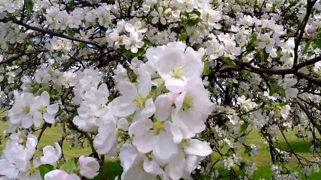 Apple Blossoms During The Spring 2016 смотреть онлайн
