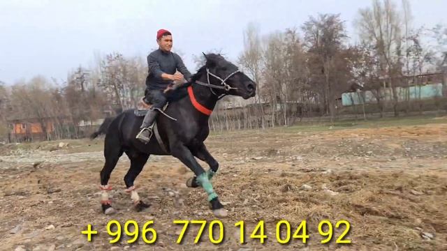 "Puma"🐎 чыкты БЕКЗАТТАН көрөбүз 23.03.2022 смотреть онлайн