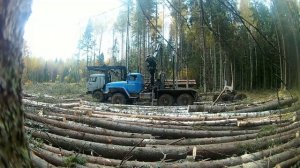 ЗАГОТОВКА ЛЕСА (4)
