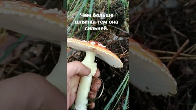 Чем больше шляпка тем она сильней. Мухомор собираю продаю. телеграмм @muhomar смотреть онлайн