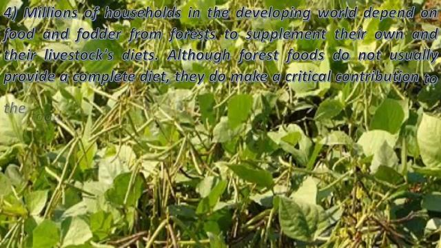 The cultivation of pulses in the primary tree yields смотреть онлайн