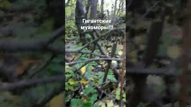 Гигантские мухоморы. По поводу покупки мухоморов пишите в телеграмм @muhomar смотреть онлайн