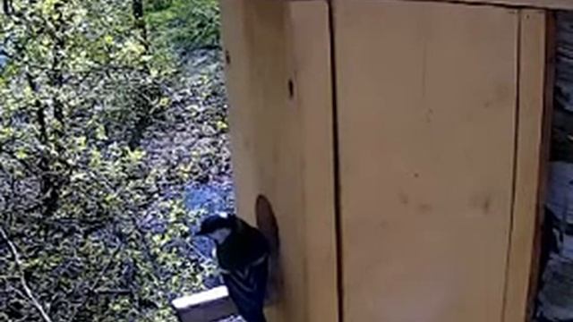 Синица Lentel (07.05.2018 15-26-43) смотреть онлайн