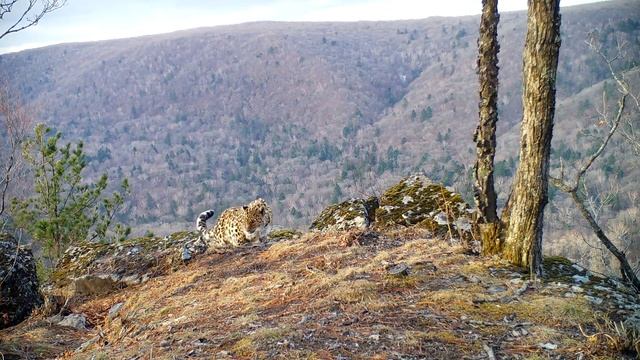 Сразу 8 видов зверей на "Земле леопарда" / 8 wild animals смотреть онлайн