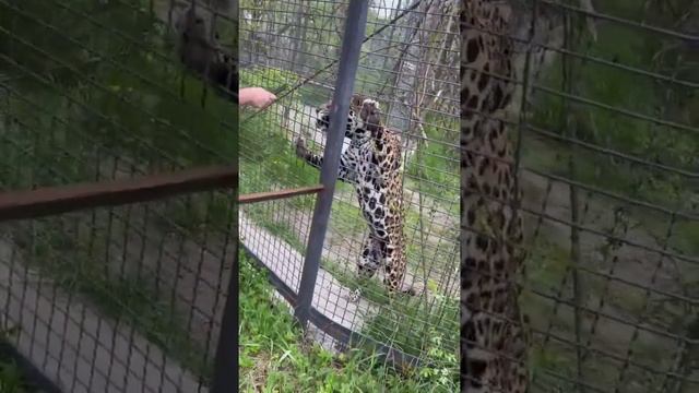 Голодный ягуар в парке тайган,май 2022 смотреть онлайн