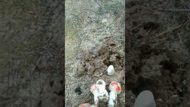 Песочные мухоморы. Собираю, продаю телеграмм https://t.me/Muhomar смотреть онлайн