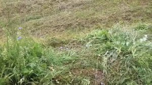 ОТЗЫВ Бензиновая мотокоса триммер ZIMANI 226R