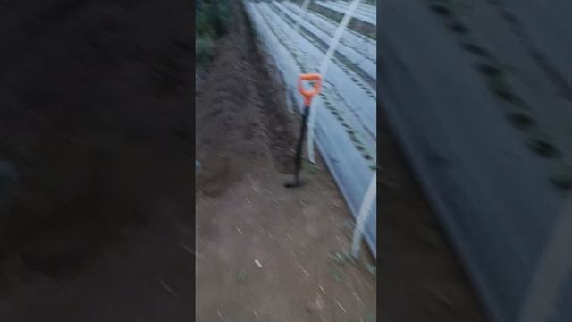 готовимся накрывать теплицы #клубника #теплица #огород #farming #садоводство #лето #урожай #дача смотреть онлайн