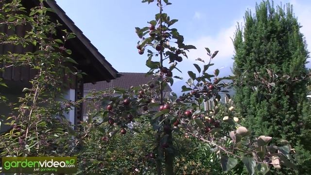 The Ornamental Value of Redloves: Pink Flowers, Red Apples, Fall Foliage смотреть онлайн