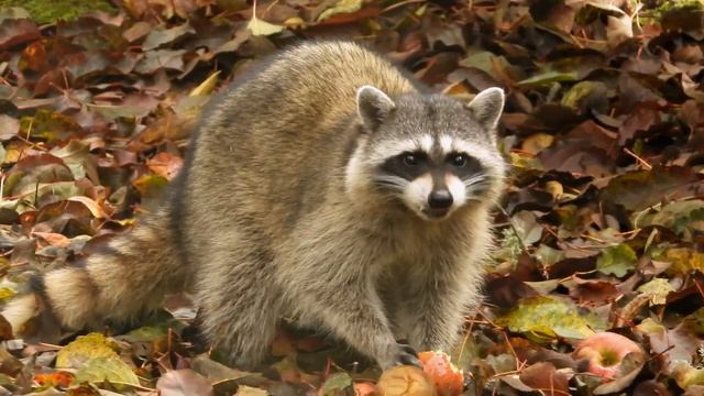 Raccoon Eats an Apple смотреть онлайн