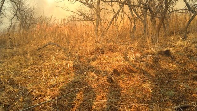 Котенок и пожар смотреть онлайн