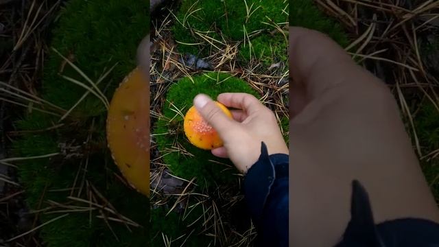 Мухоморная эстетика. смотреть онлайн