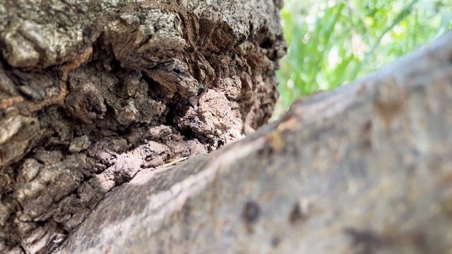 Iphone 13 Pro Max Prores HQ Test Footage (4K) смотреть онлайн