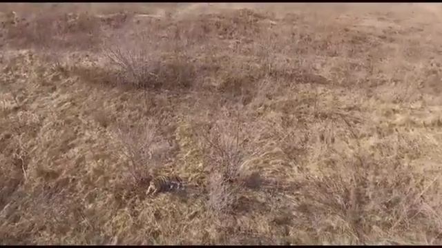 Вольер тигрицы Филиппы с высоты птичьего полета смотреть онлайн