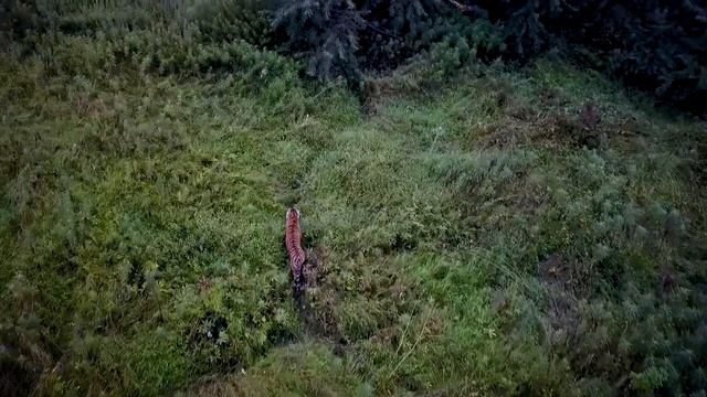 Дикий амурский тигр с коптера смотреть онлайн