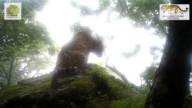 Дальневосточный леопард Тайфун \ Amur leopard Typhoon смотреть онлайн