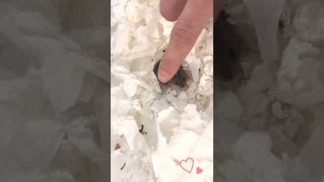 Мышонок вышел из гнезда!