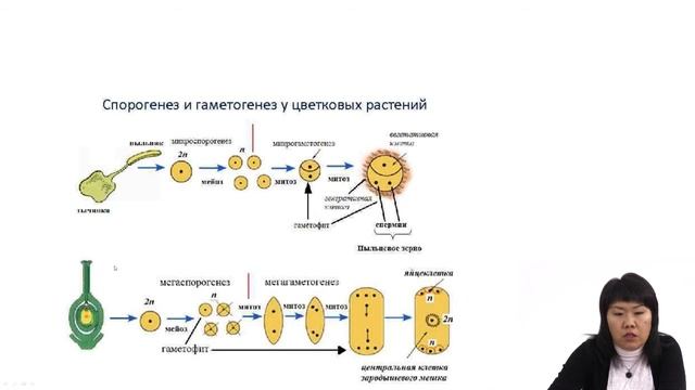 Многообразие растений смотреть онлайн