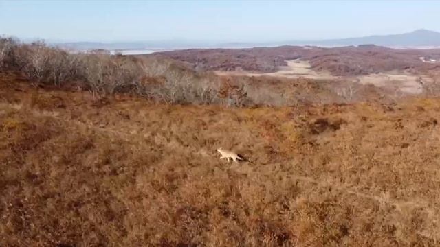 Волк впервые на "Земле леопарда"! смотреть онлайн