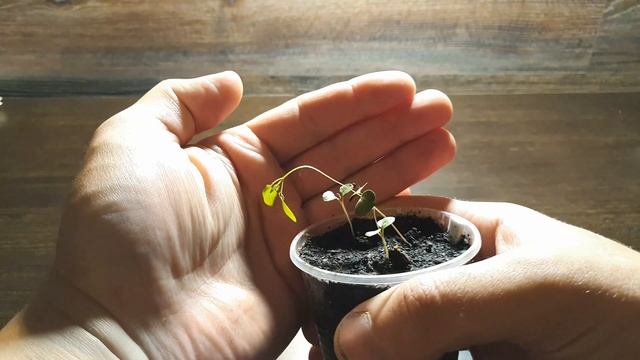 КАК ВЫРАСТИТЬ ЭВКАЛИПТ ИЗ СЕМЯН. МОЙ ОПЫТ. Eucalyptus citriodora смотреть онлайн