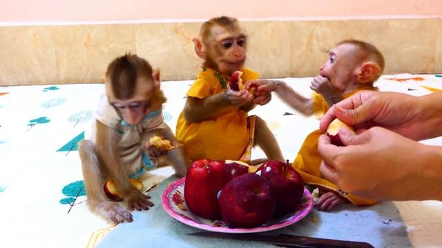 Impatient Lil 3 sibling Eager To Eat their Yummy Apples Snack смотреть онлайн