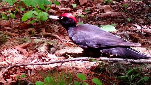 Звери с фотоловушек // Animals from camera traps смотреть онлайн