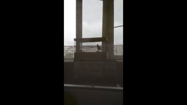 Видео друзей смотреть онлайн